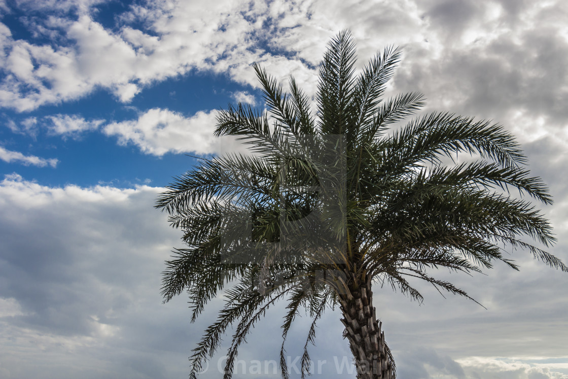 Palm Tree Against The Cloudy Sky At Baisha Beach License