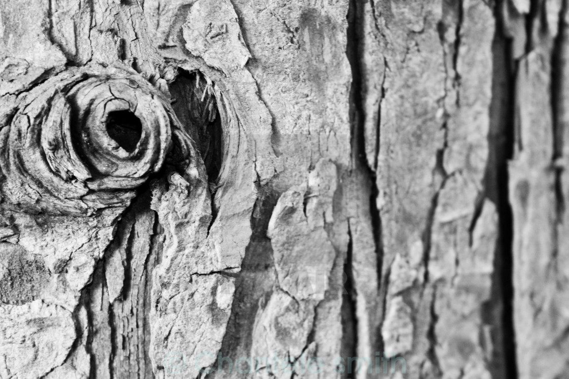 "Tree Knot Black and White" stock image