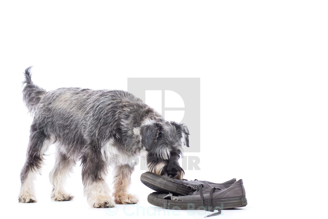 schnauzer shoes