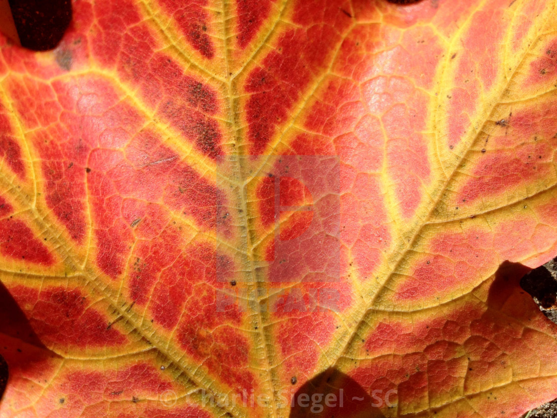 "Autumn Maple Leaf" by Charlie Siegel ~ SC - £20.00 "Autumn Maple Leaf" stock image