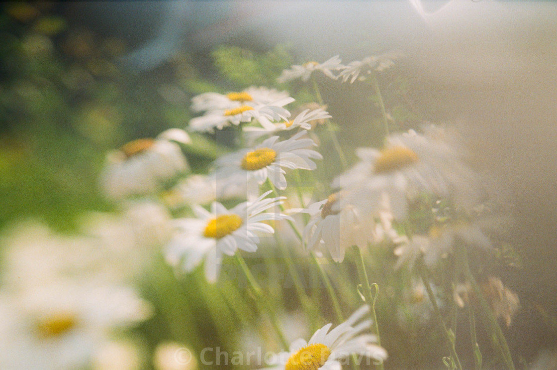 "Daisies" stock image