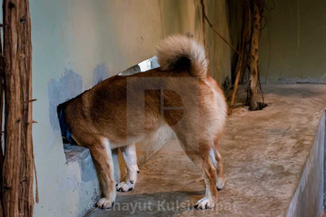 Japanese Red Shiba Inu Pokes His Head From The White Wall