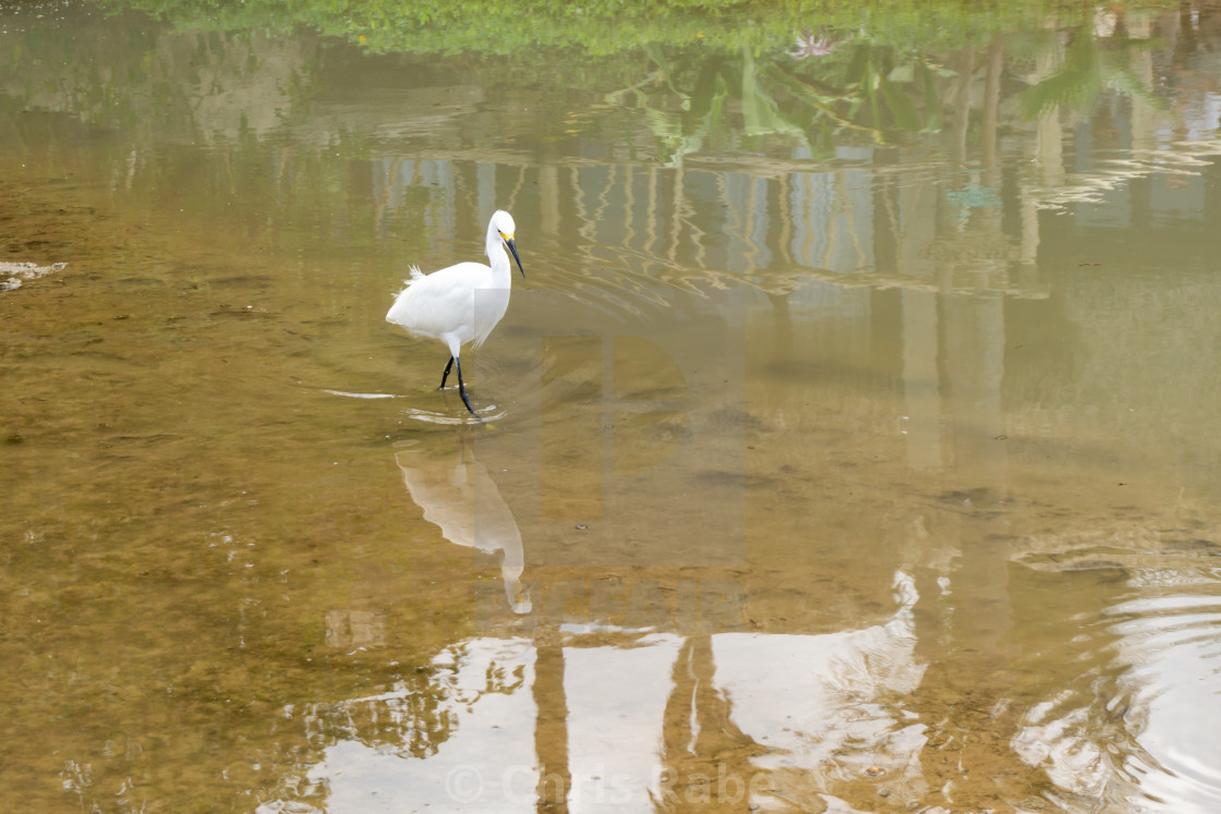 "Little Egret (Egretta garzetta), taken in the UK" stock image