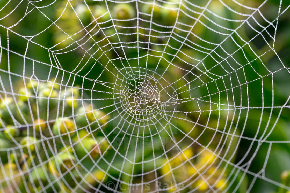 "Spider web covered in dew" stock image