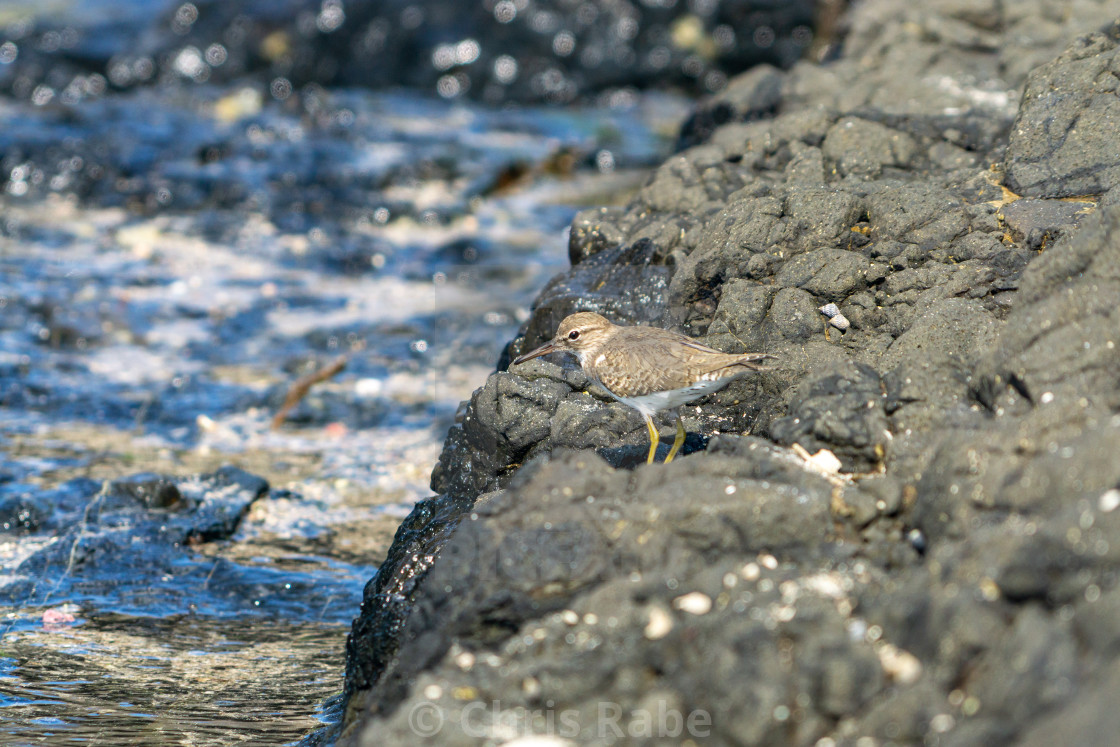 "Spotted Sandpiper (Actitis macularius) in Mexico" stock image