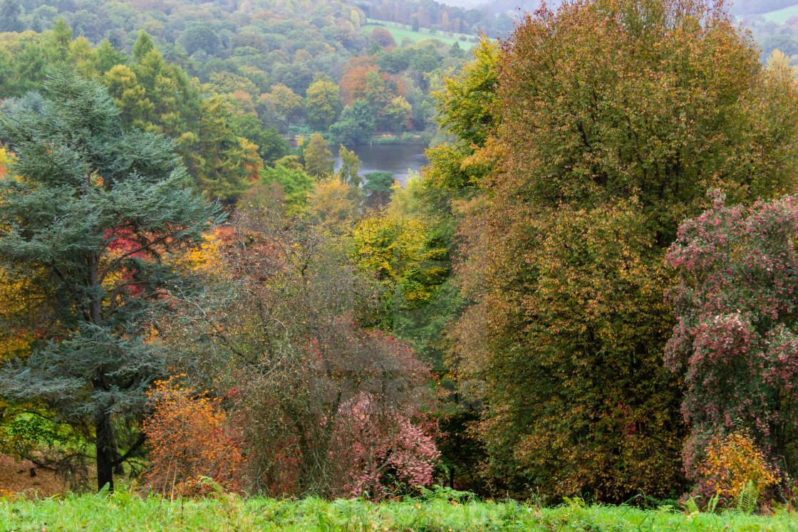 "Winkworth Arboretum in Goldalming, Surry, In Autumn" stock image