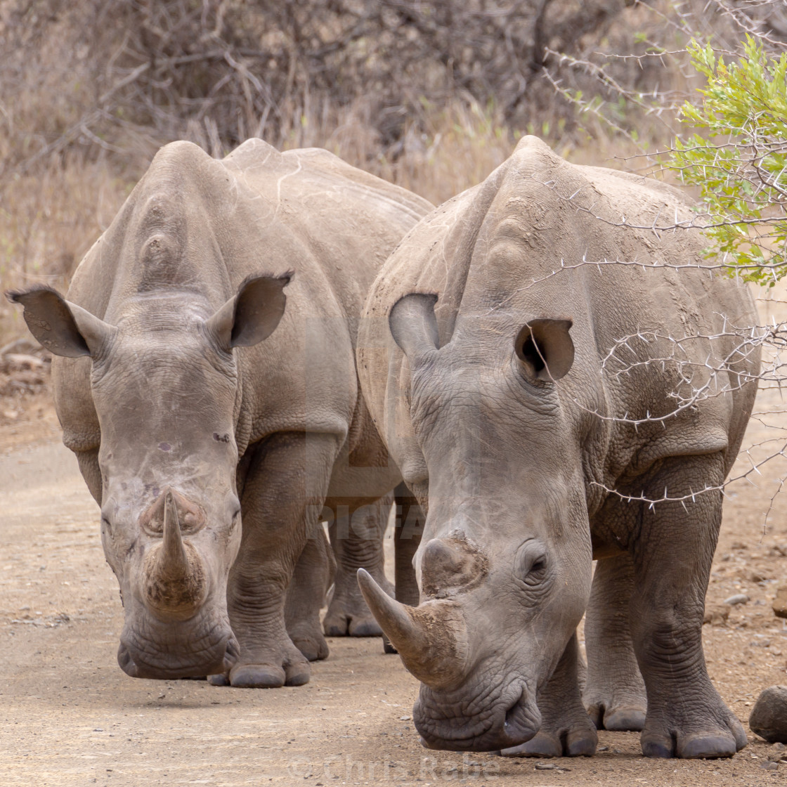 "White Rhinoceros (Ceratotherium simum)" stock image