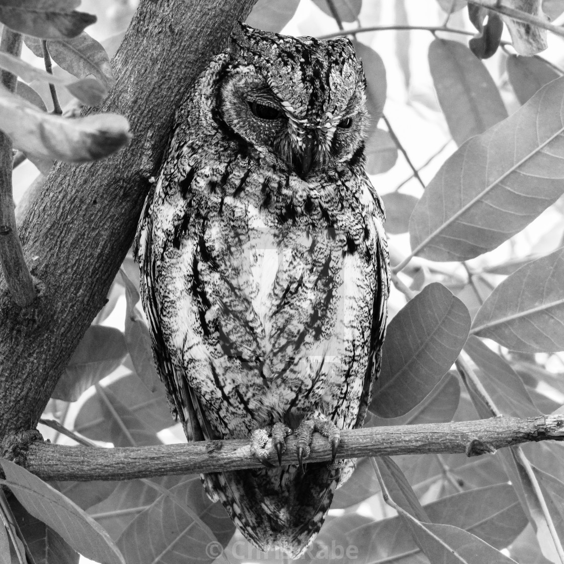 "African Scops Owl (Otus senegalensis) in Kruger Park" by Chris Rabe - $12.57 "African Scops Owl (Otus senegalensis) in Kruger Park" stock image