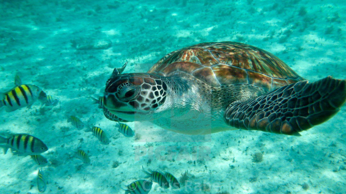 "Green sea turtle (Chelonia mydas)" stock image