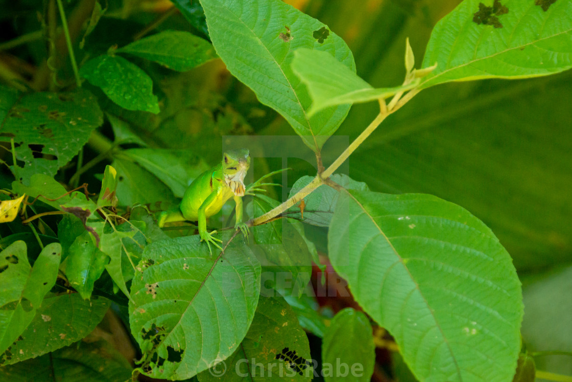 "Green Iguana (Iguana iguana) in Mexico" stock image