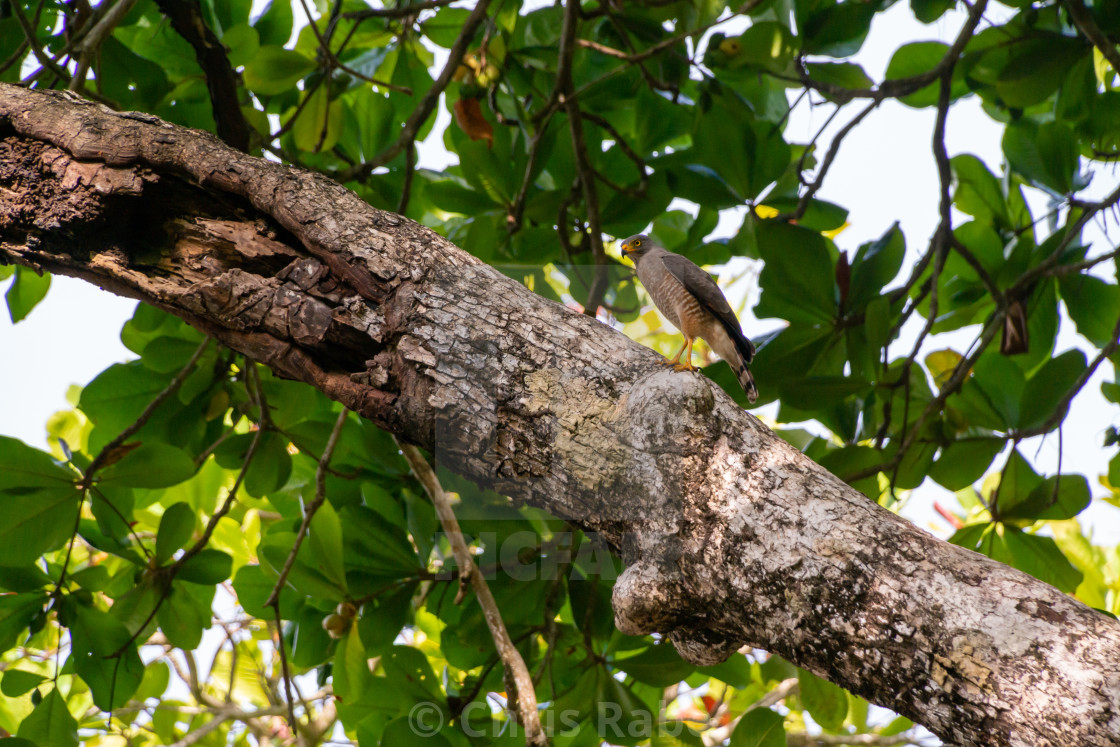 "Roadside Hawk (Buteo magnirostris)" stock image