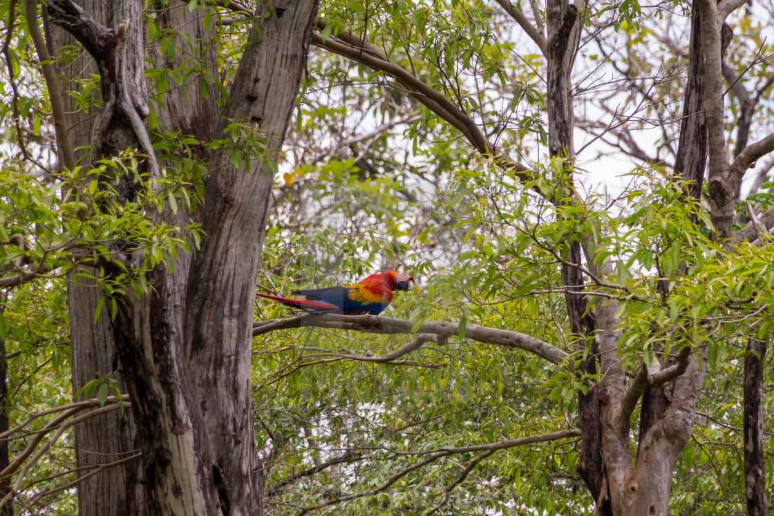 "Scarlet Macaw (Ara macao) taken in Costa Rica" stock image