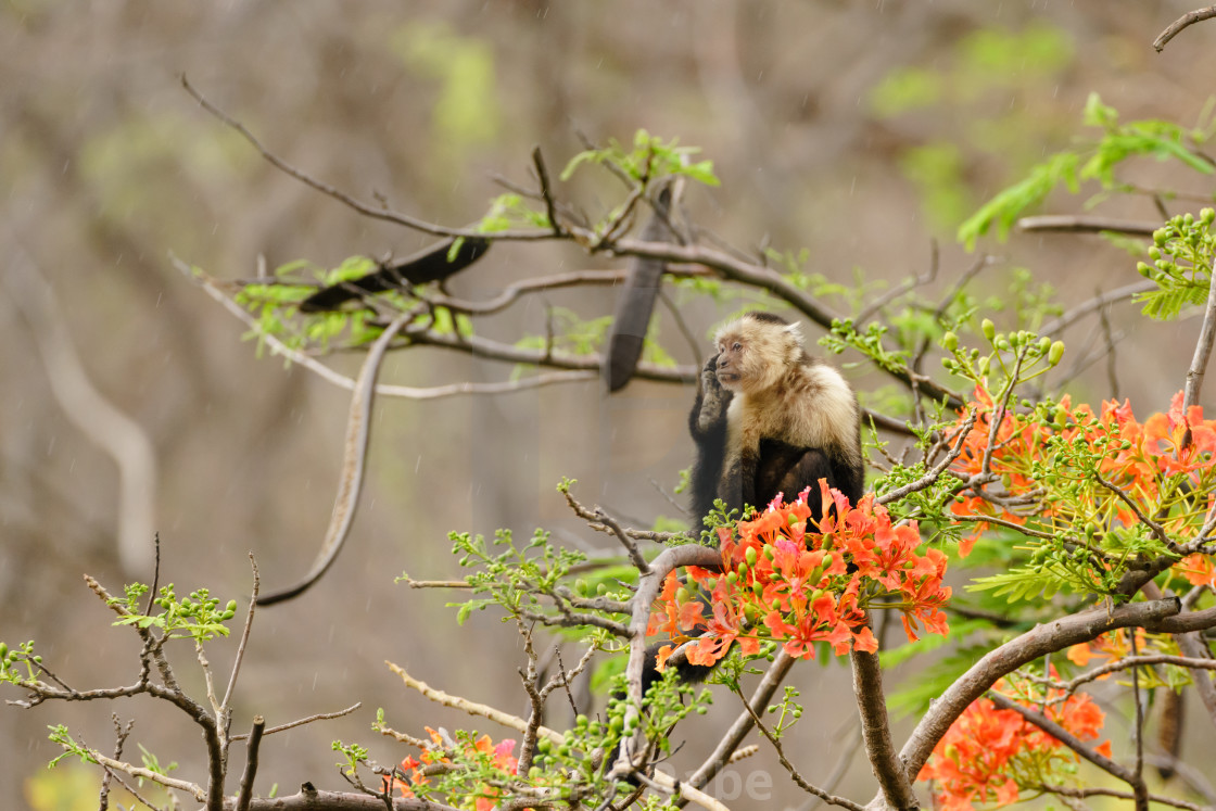 "capuchin monkey (Cebus capucinus), taken in Costa Rica" stock image