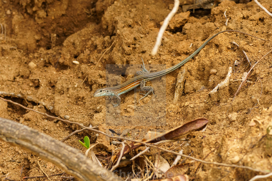 "Trans-Pecos striped whiptail (Aspidoscelis inornatus heptagrammus)" stock image