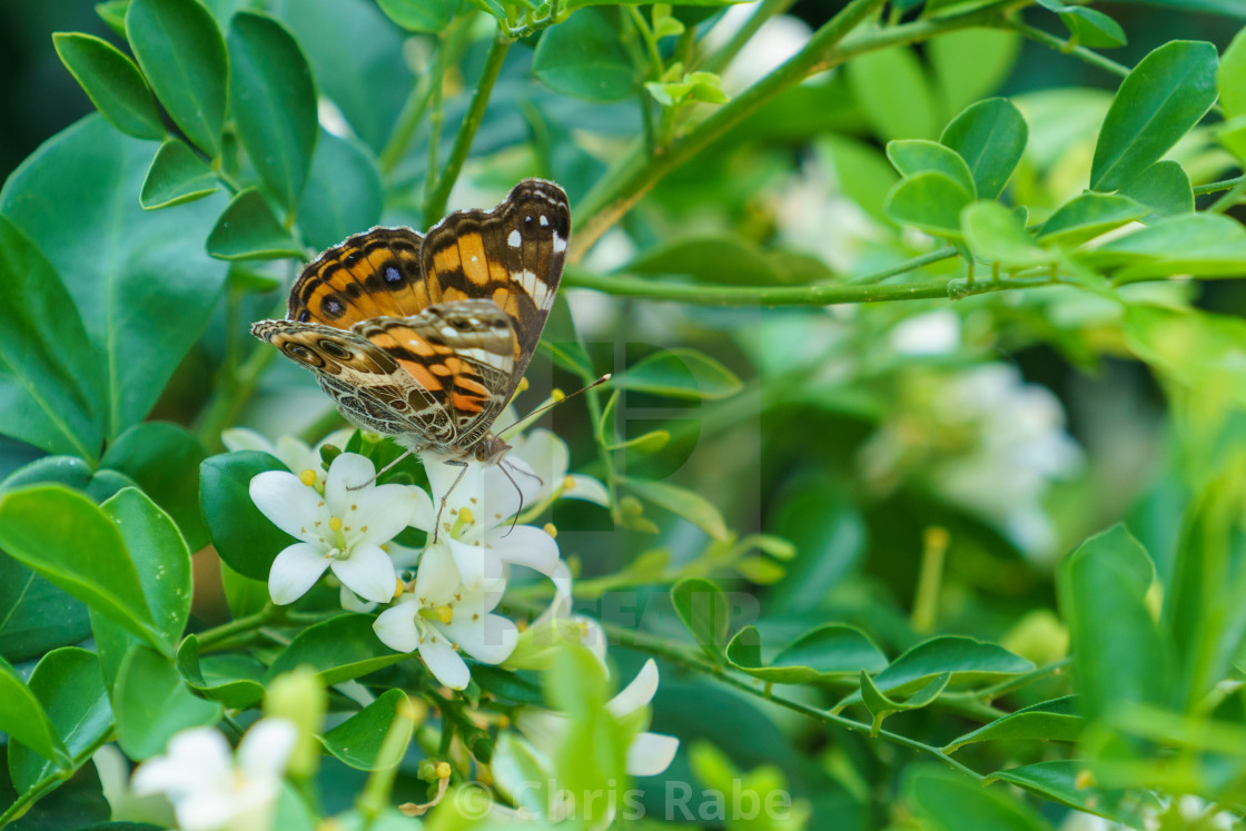 "Painted Lady (Vanessa cardui), Costa Rica" stock image