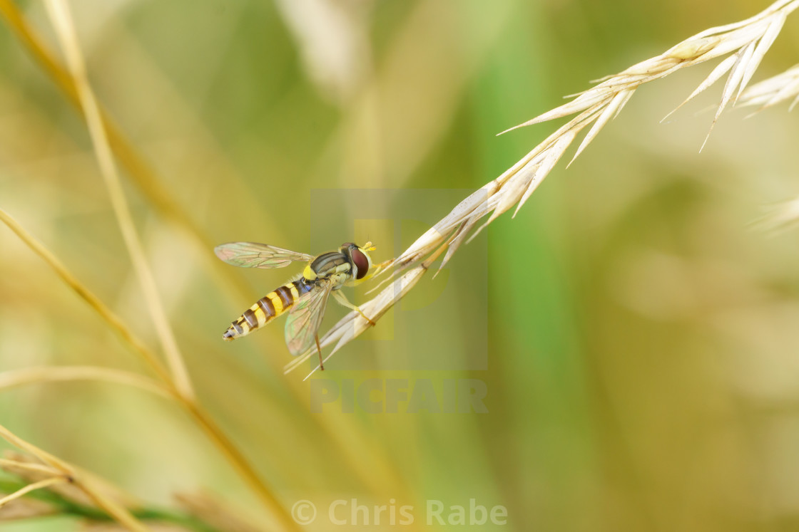 "Hoverfly (Eupeodes latifasciatus) in the UK" stock image