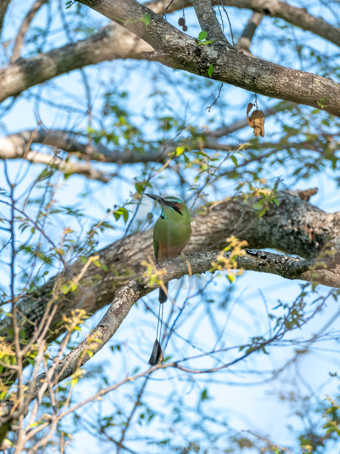 "Turquoise-browed Motmot (Eumomota superciliosa)" by Chris Rabe - $12.63 "Turquoise-browed Motmot (Eumomota superciliosa)" stock image