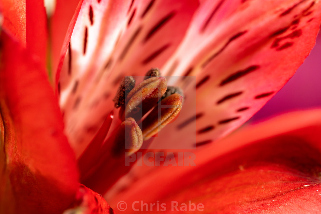 "A Peruvian lily flower" stock image