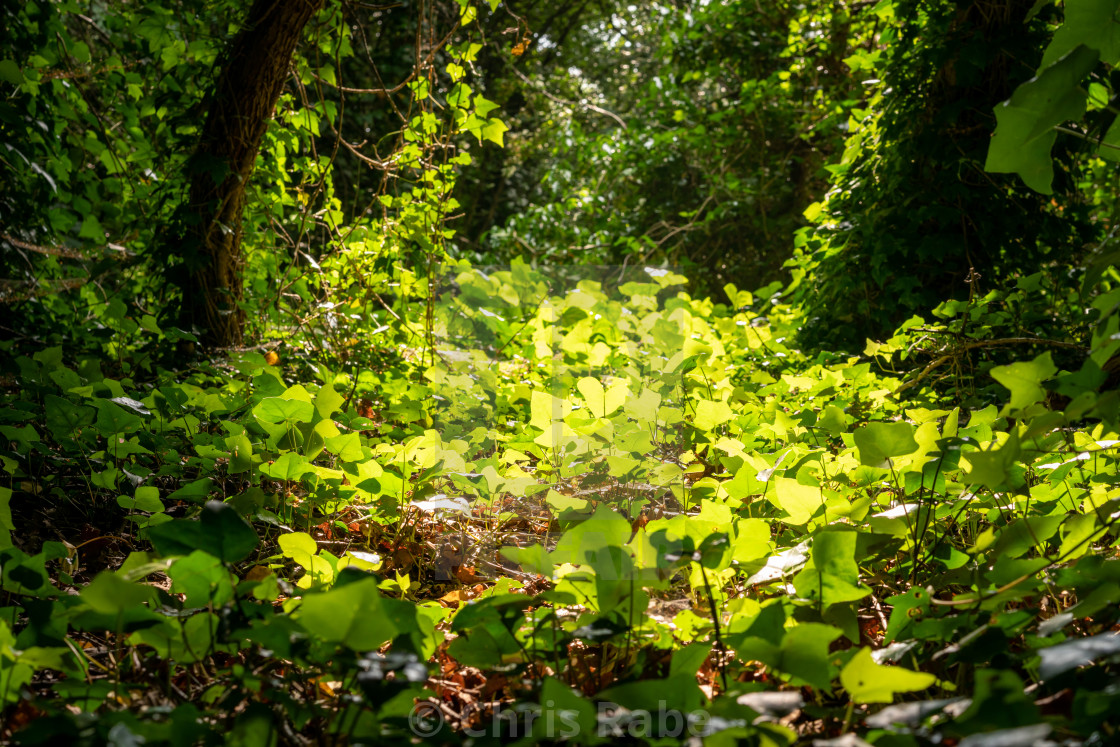 "Ivy growing in a small clearing in a london park forest" by Chris Rabe - $12.63 "Ivy growing in a small clearing in a london park forest" stock image