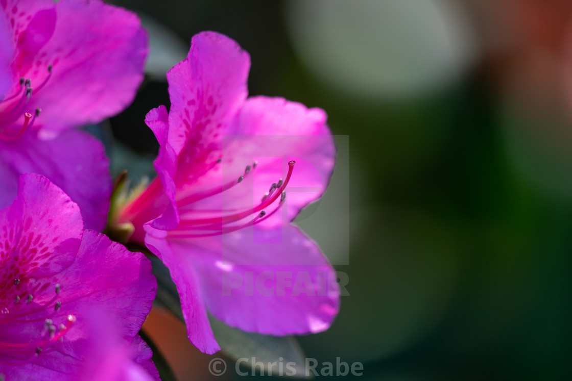 "Rhododendrons flowers in pink color" stock image