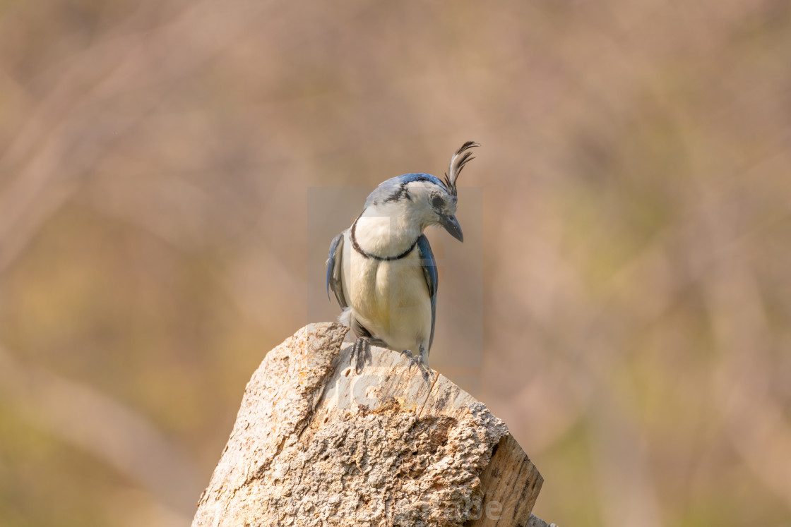 "White-throated Magpie-Jay (Calocitta formosa) in Costa Rica" stock image