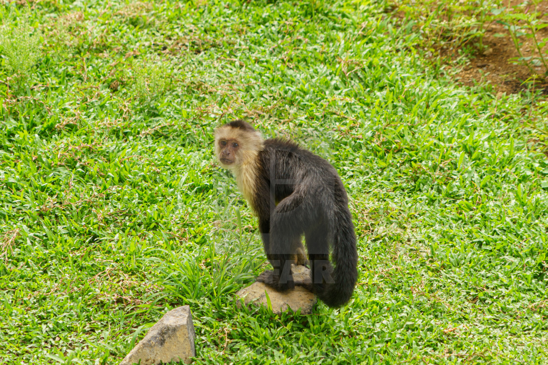 "capuchin monkey (Cebus capucinus), taken in Costa Rica" stock image