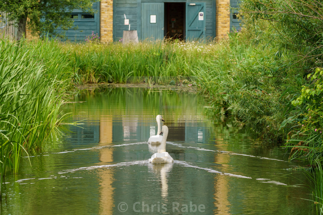 "Mute swan (Cygnus olor), taken in the UK" stock image