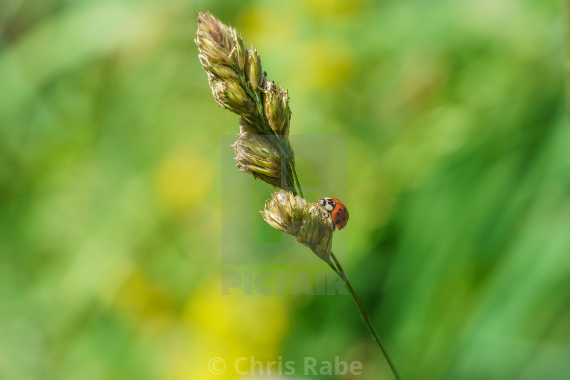 "Sixteen-Spot Ladybird (Halyzia sedecimpunctata) in the UK" stock image