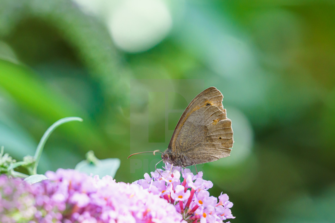 "Meadow Brown butterfly (Maniola jurtina), taken in the UK" by Chris Rabe - $12.57 "Meadow Brown butterfly (Maniola jurtina), taken in the UK" stock image