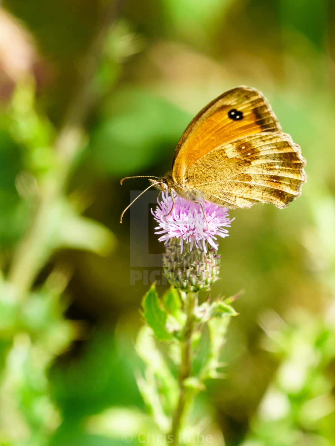 "Gatekeeper Butterfly (Pyronia tithonus), taken in the UK" by Chris Rabe - $12.63 "Gatekeeper Butterfly (Pyronia tithonus), taken in the UK" stock image