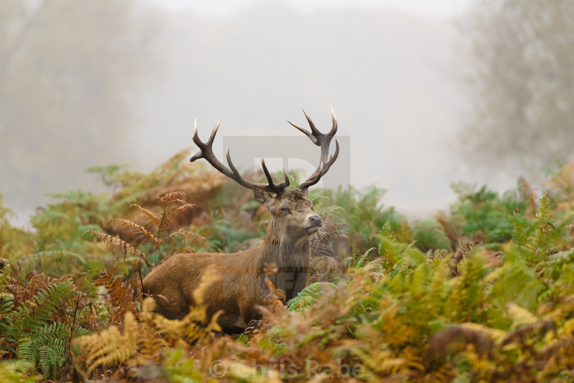 "Red deer (Cervus elaphus)" stock image