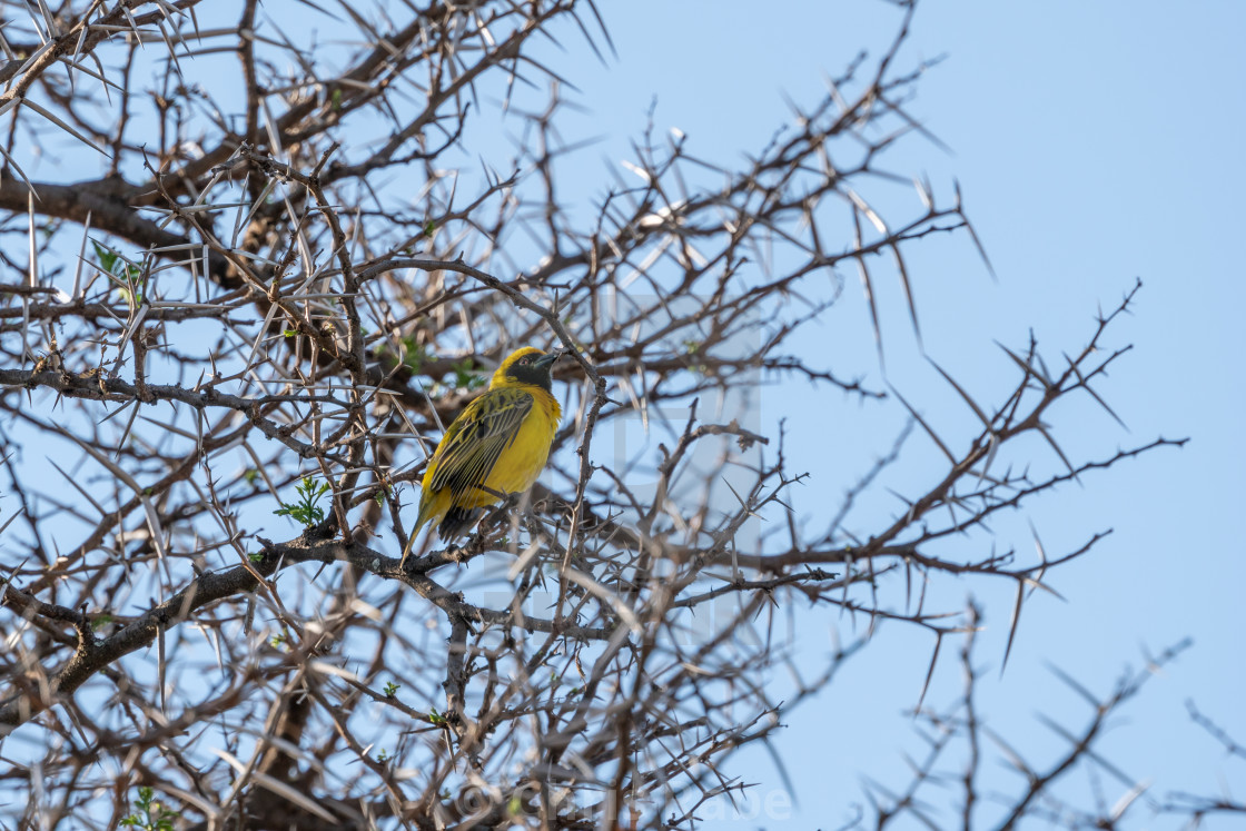 "Southern Masked Weaver (Ploceus velatus) in South Africa" stock image