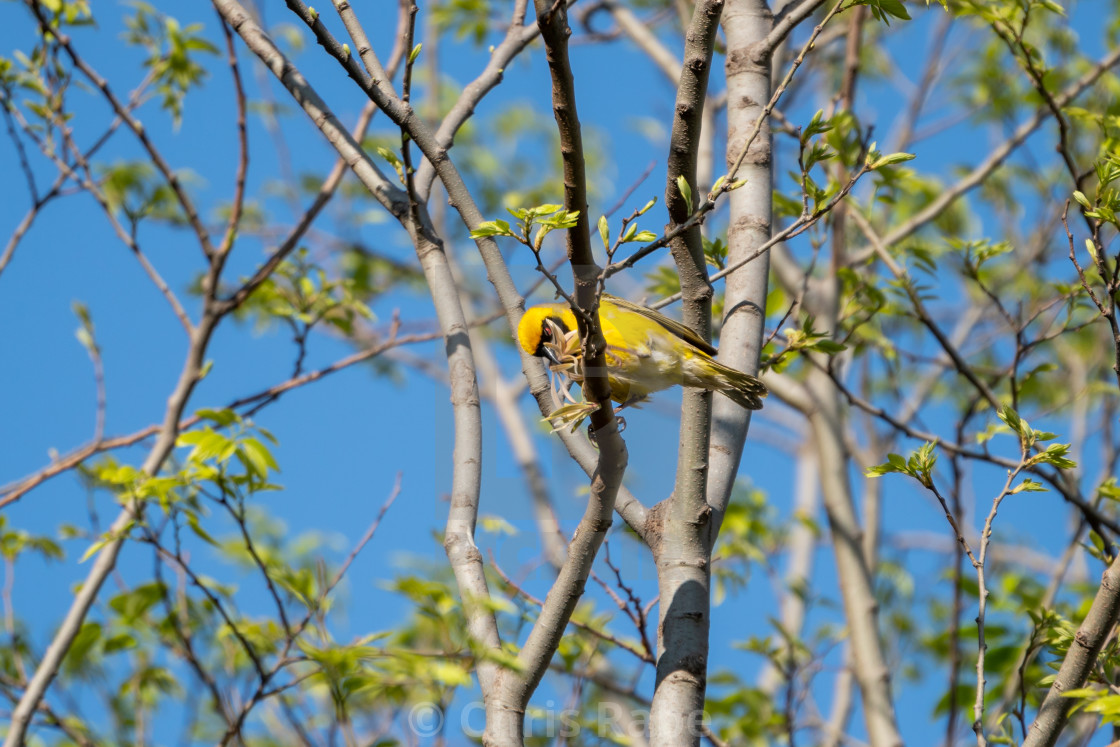 "Southern Masked Weaver (Ploceus velatus) in South Africa" stock image