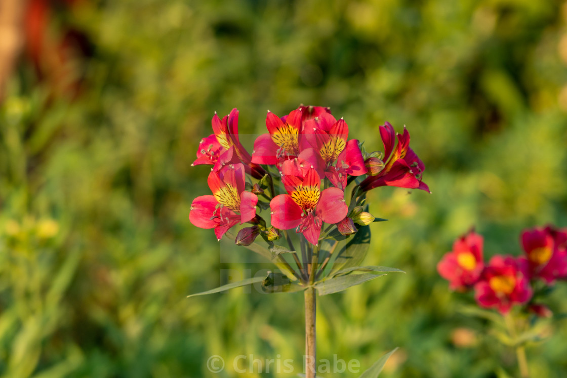 "A Peruvian lily flower in red and yellow" stock image