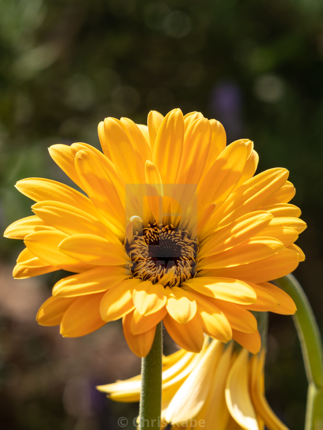 "Gerbera flower petals in bright yellow" stock image