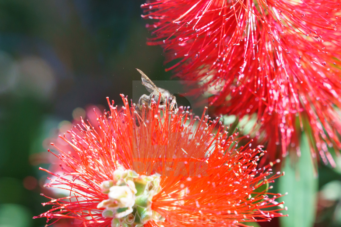 "african honeybee (Apis mellifera scutellata) on bottlebrush" stock image