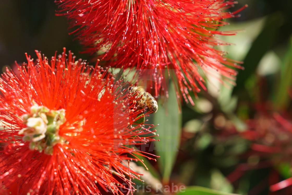 "african honeybee (Apis mellifera scutellata) on bottlebrush" stock image