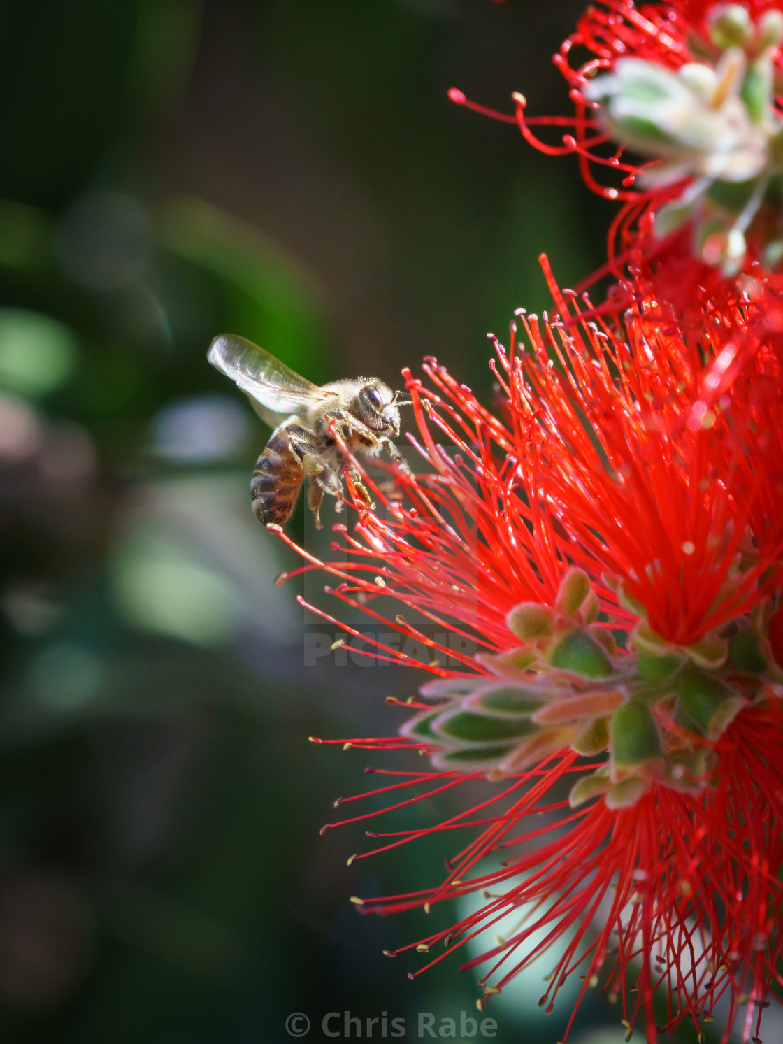 "african honeybee (Apis mellifera scutellata) on bottlebrush" stock image