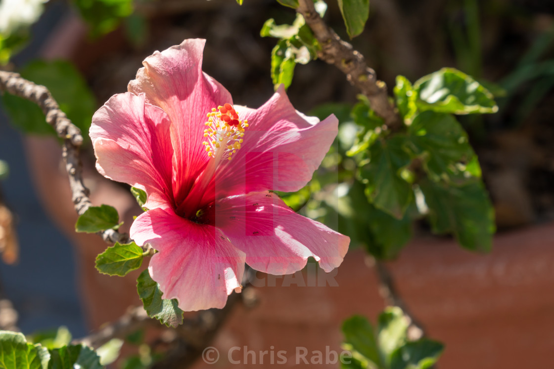 "A bright pink hibiscus flower" stock image