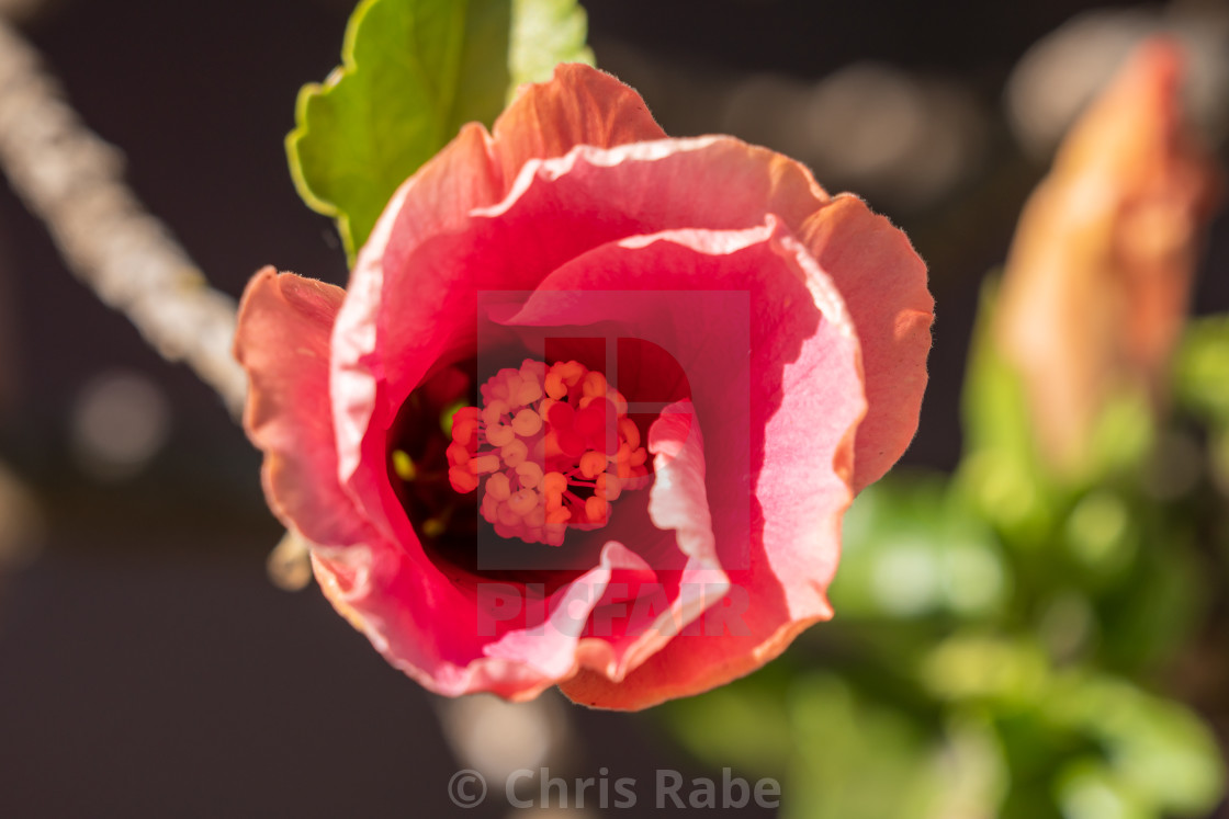 "A bright pink hibiscus flower" stock image