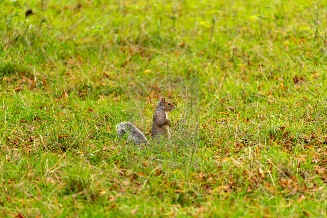 "Gray Squirrel (Sciurus carolinensis) in the UK" stock image