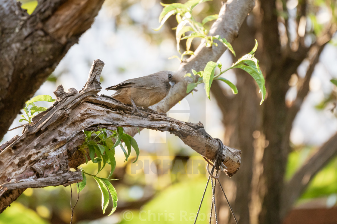 "Speckled Mousebird (Colius striatus)" stock image