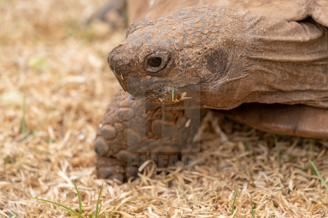 "African Spurred Tortoise (Centrochelys sulcata)" stock image