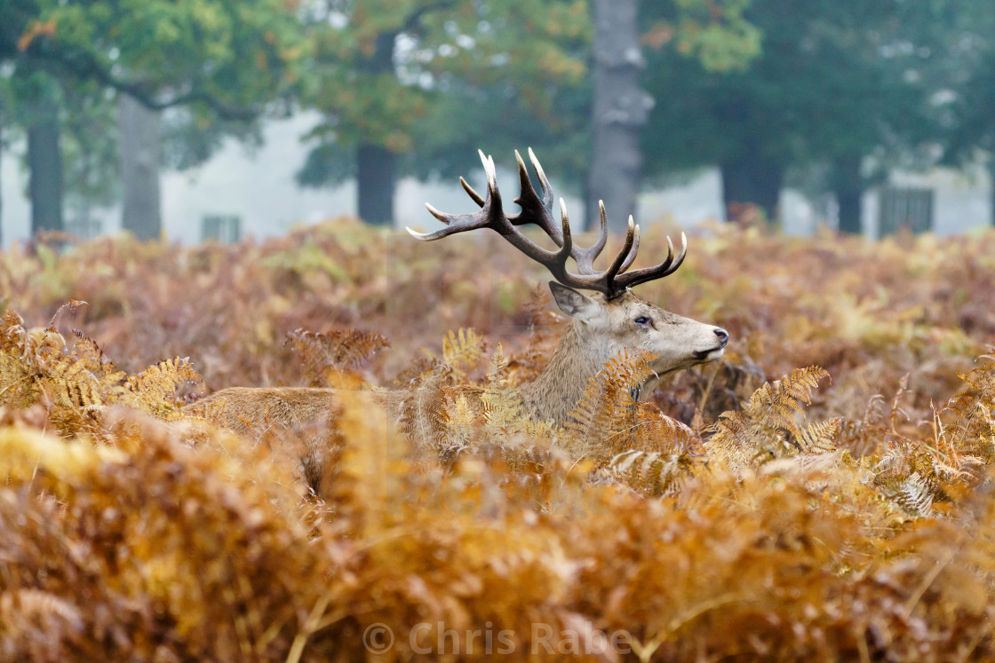 "Red deer (Cervus elaphus)" stock image