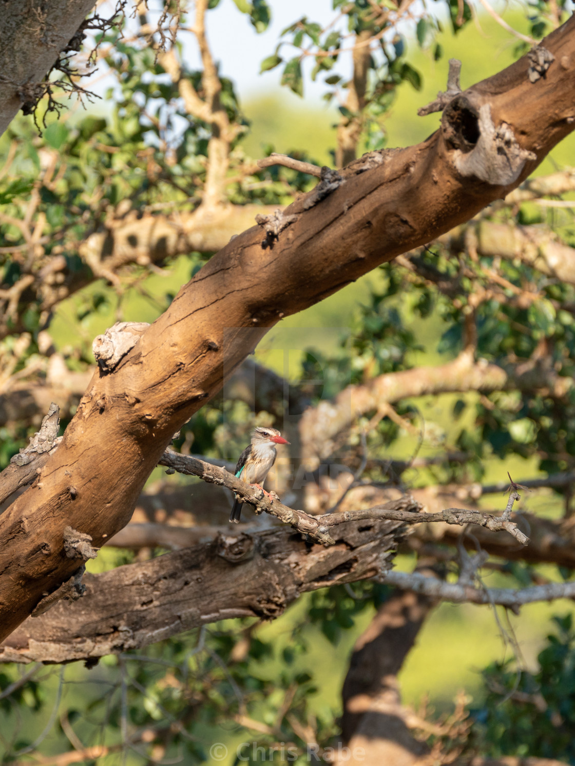 "Brown-hooded Kingfisher (Halcyon albiventris) in South Africa" stock image