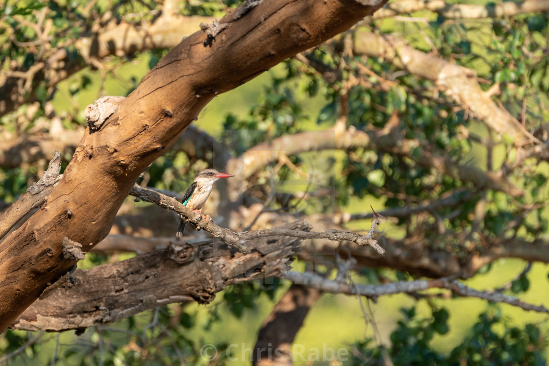 "Brown-hooded Kingfisher (Halcyon albiventris) in South Africa" stock image