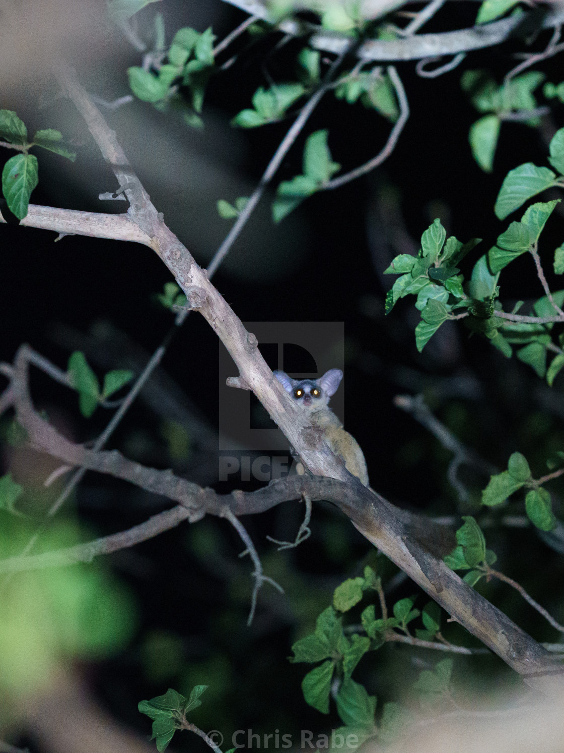 "Bush Baby (Galago sp.) in South Africa" stock image