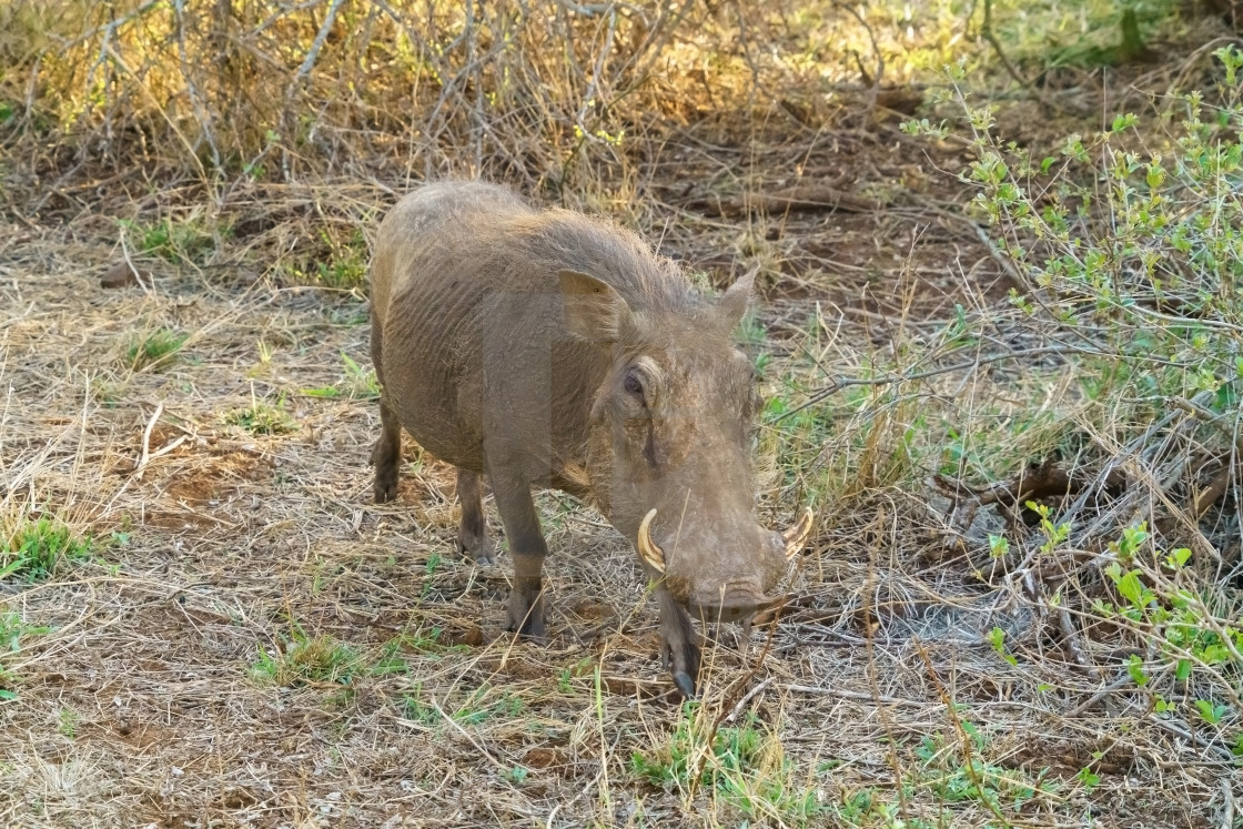 "Warthog (Phacochoerus africanus), taken in South Africa" stock image