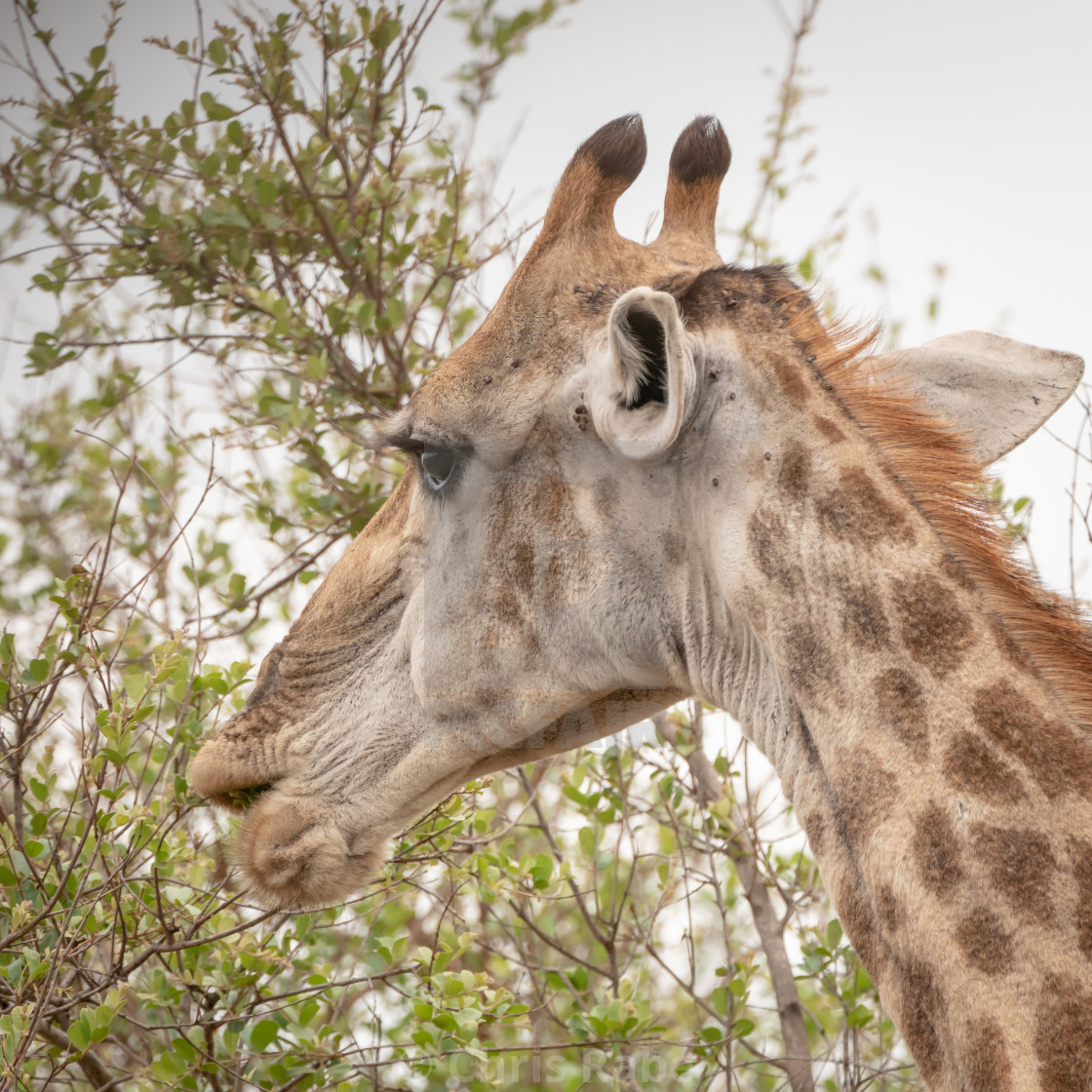 "Giraffe (Giraffa camelopardalis)" stock image