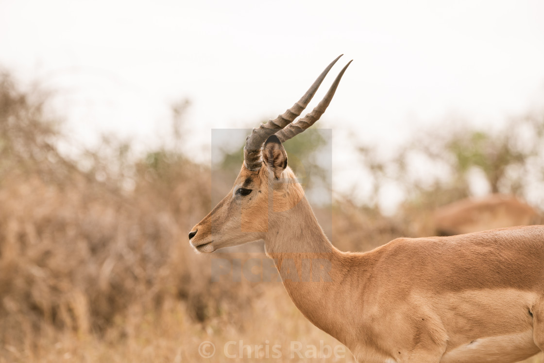 "Impala (Aepyceros melampus) in Kruger Park, South Africa" stock image